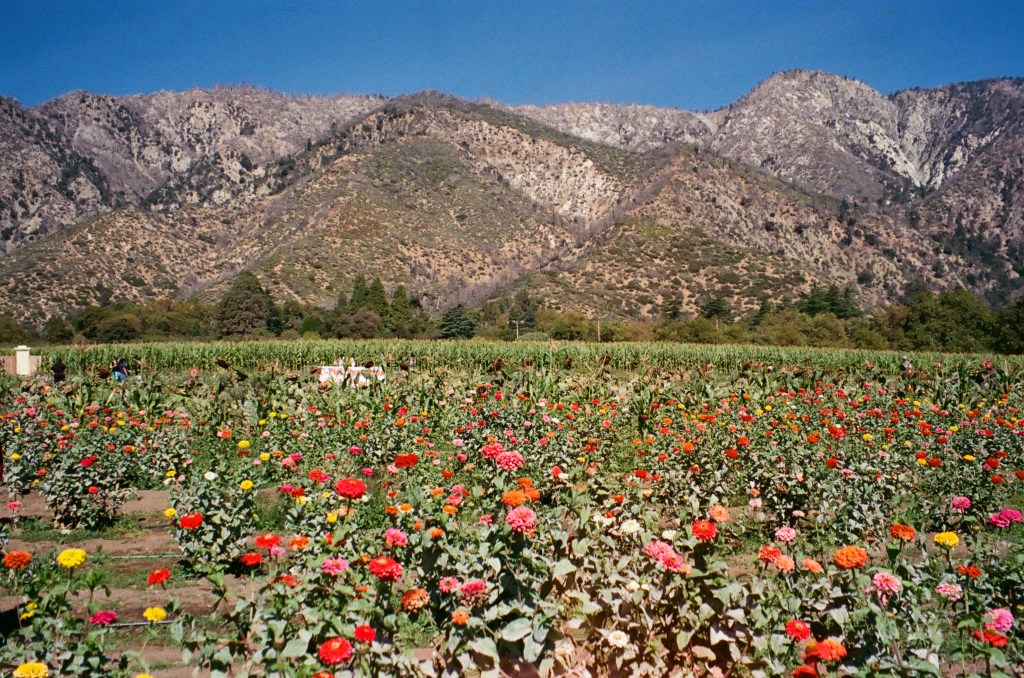 How I Was Forced to Find What I&nbsp;Love